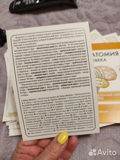 Карточки по анатомии цнс