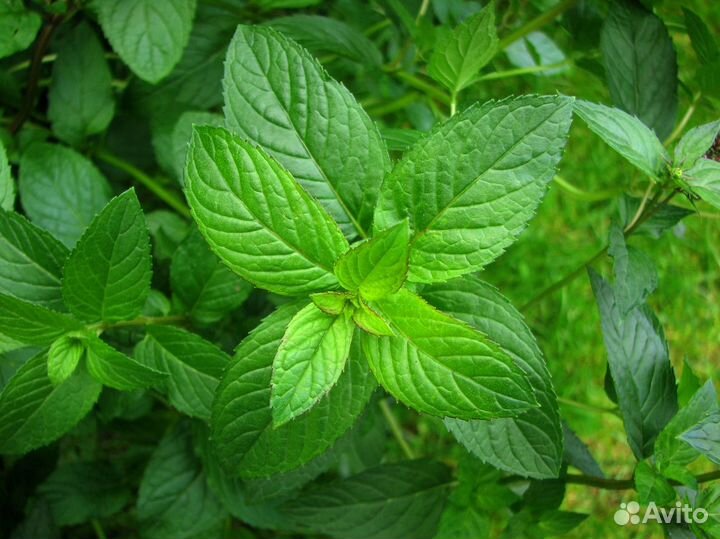 Лимонная мята 