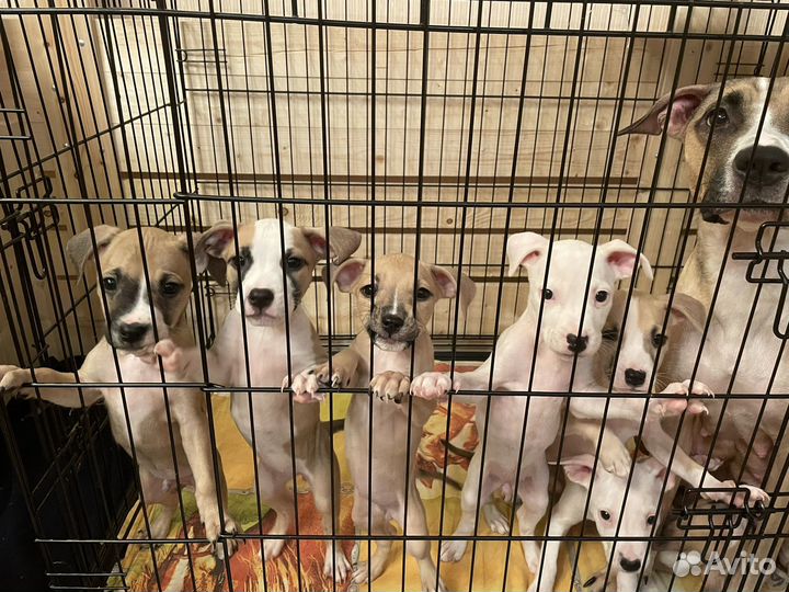 Щенки стаффорда