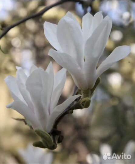 Магнолия суланжа белая