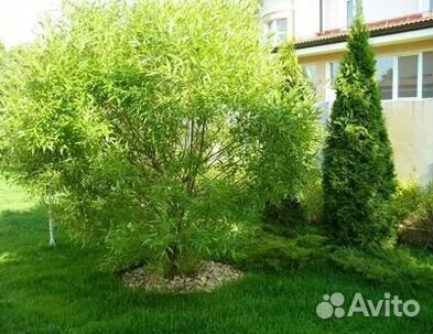 Газон от производителя