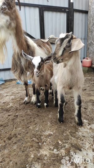 Коза дойная и дочка
