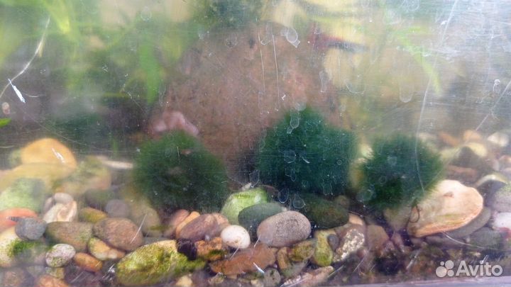 Аквариумные растения, самцы молинезий