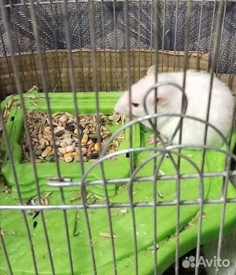 Крыса дамбо