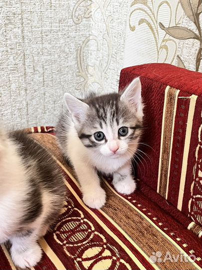 Котик и кошечка в добрые руки