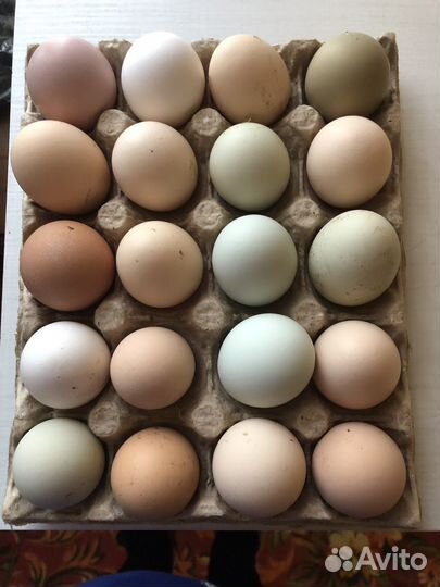 Инкубационное яйцо кур несушек