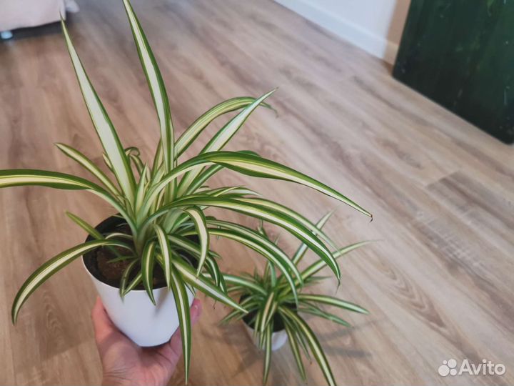 Хлорофитум (Кучерявый Бонни) 2 шт в горшках