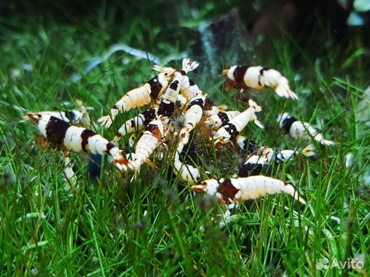 Креветки каридины чёрный кристалл