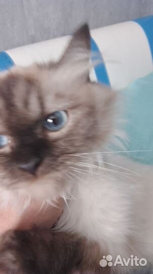 Кошка в дар бесплатно