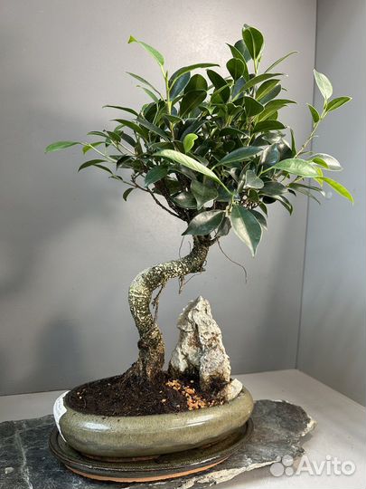 Дерево Бонсай - Баньян со скалой 14 лет