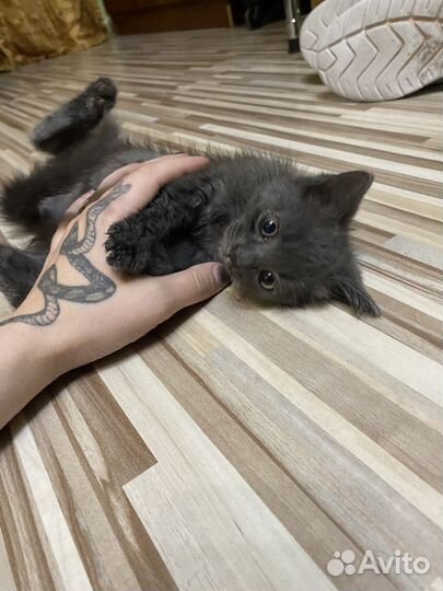 Котенок девочка