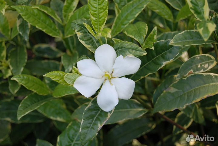 Компактные гардении