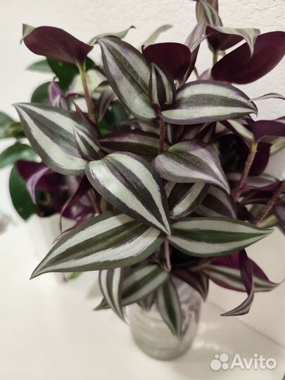 Традесканция зебрина