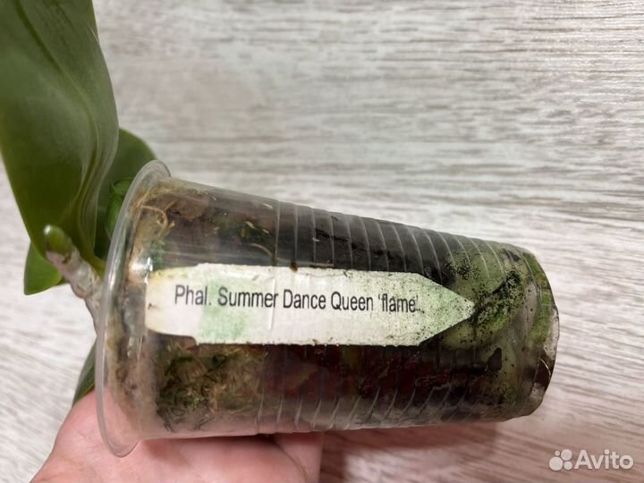 Орхидея Phal. Summer Dance queen ‘flame’
