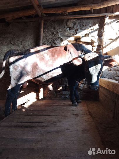 Бык на откорме