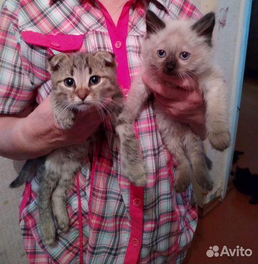 Котята в добрые руки