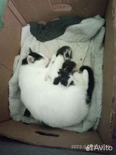 Котята в добрые руки бесплатно