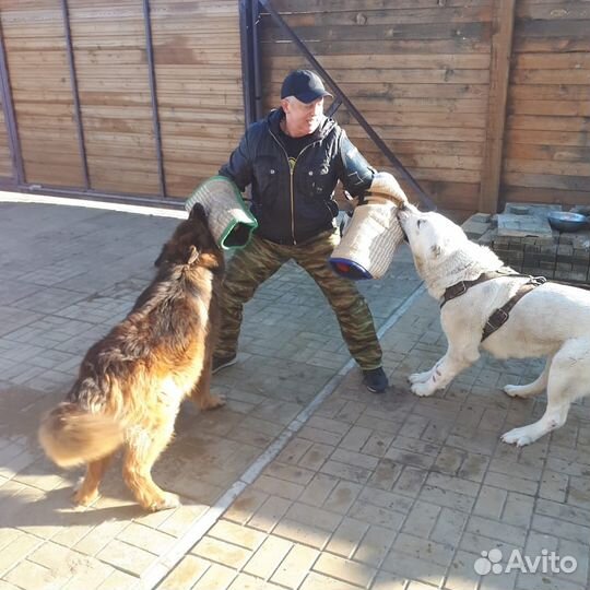 Дрессировка. Все районы. Область. Выезд домой