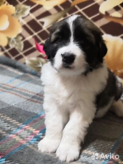 Щенки Московской сторожевой