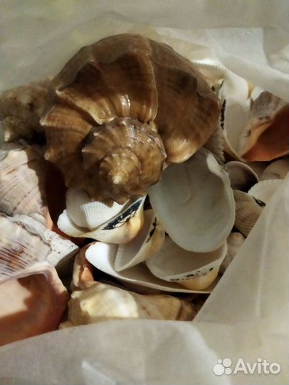 Морские ракушки раковины