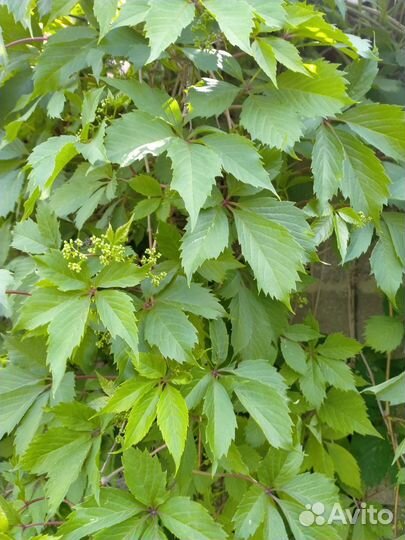 Девичий виноград,плюш