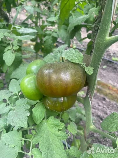 Семена чёрного томата Пандора