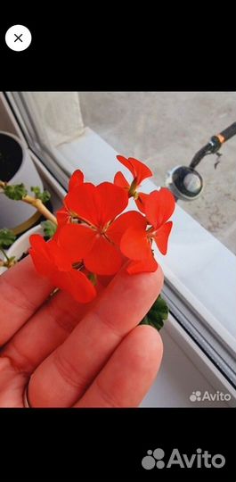 Герань алая