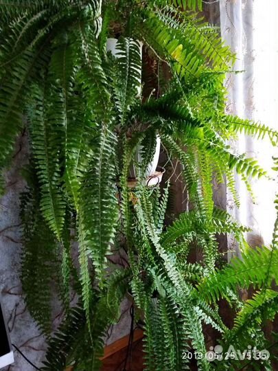 Продаю аспарагус и другие растения