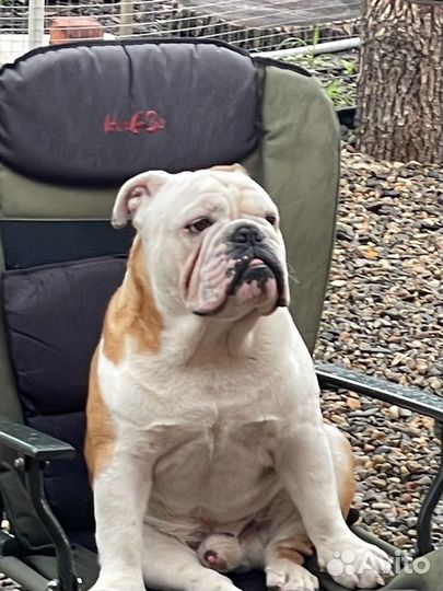 Английский бульдог вязка