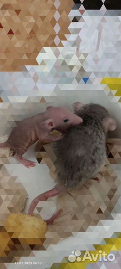 Крысята сфинкс и рекс