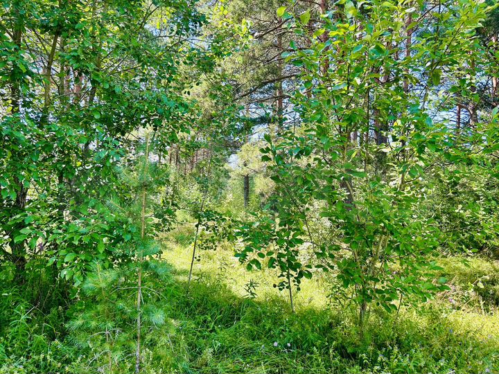 Участок 22 сот. (ИЖС)