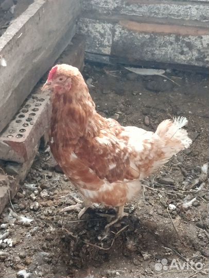 Продам куриц