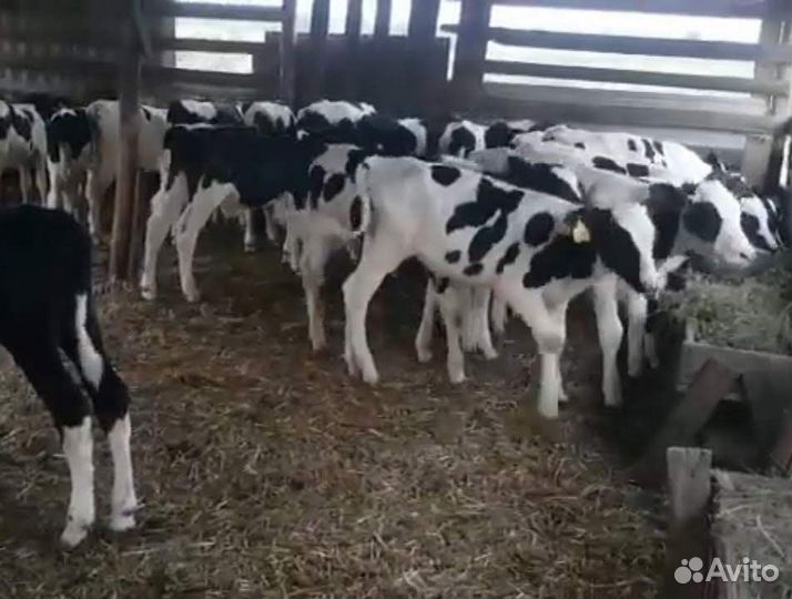 Бычки и телята