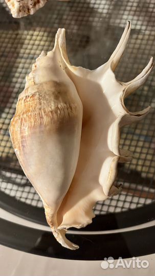 Большие ракушки морские