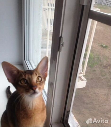 Сетка для окон антикошка