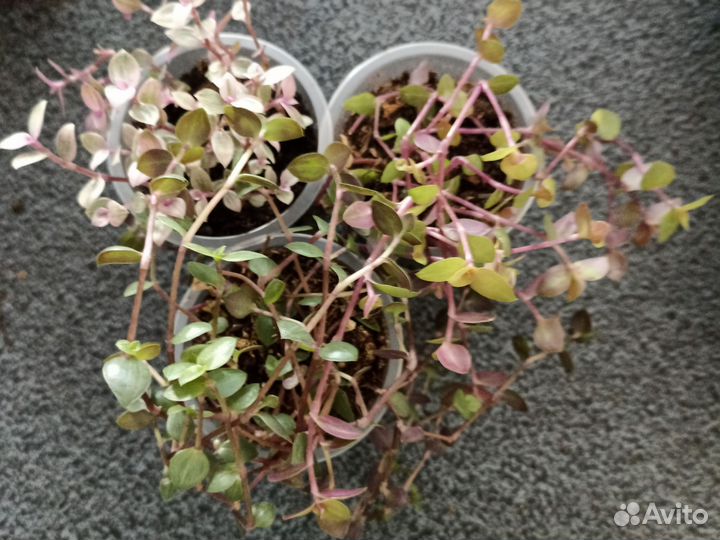 Каллизия ползучая