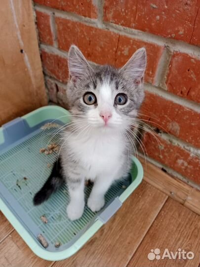 Хочу на ручки