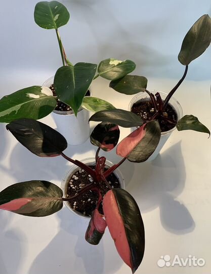 Филодендрон белая принцесса, розовая, оранж