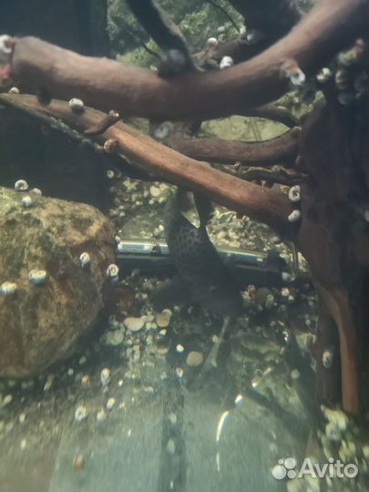 Астранотус,Парчовые сомы