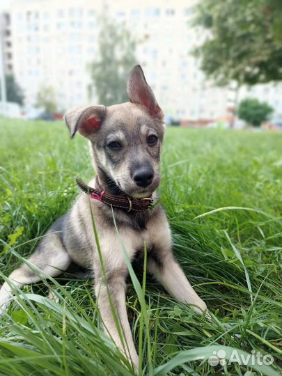 Милый щеночек