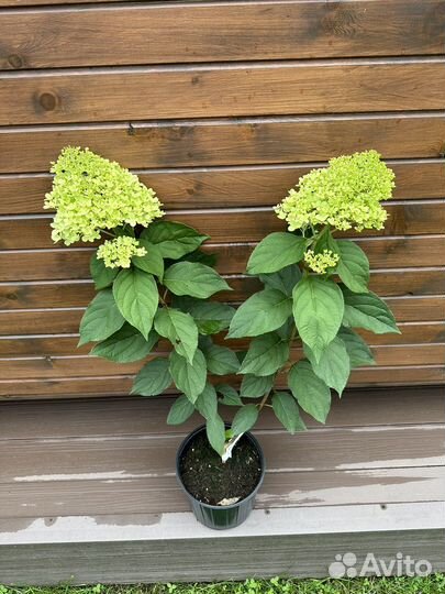 Гортензия Лаймлайт