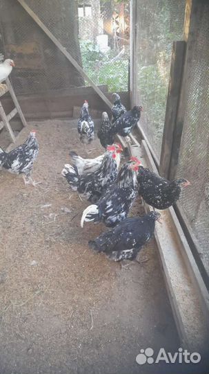 Петух Австролорп