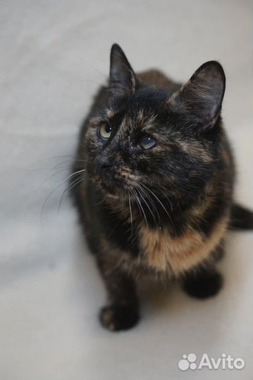 Кошка в дар