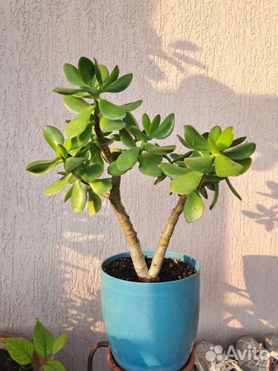 Толстянка, крассула, денежное дерево