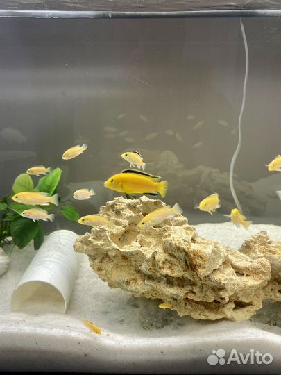 Лабидохромис еллоу