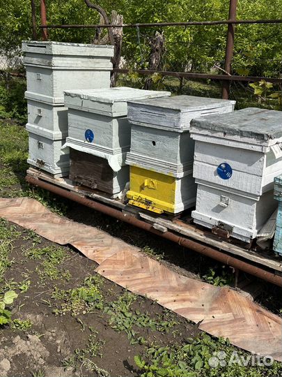 Продам ульи для пчел