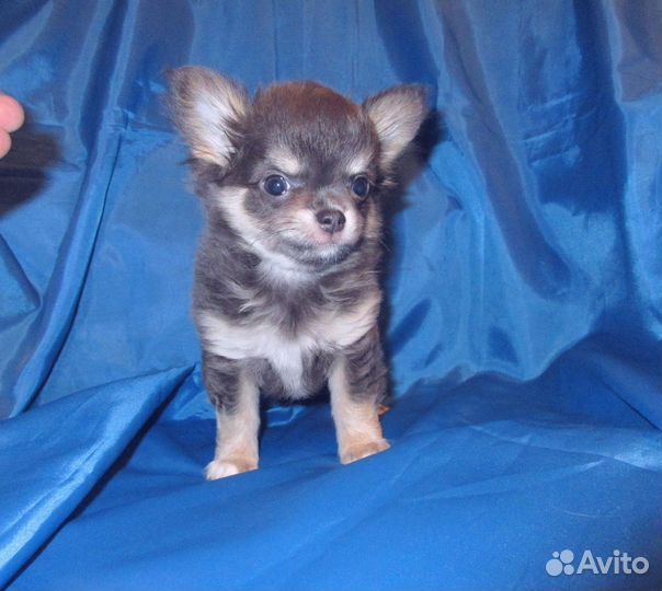 Чихуашки девочки