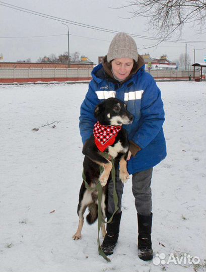 Шоколадный парень из приюта в добрые руки