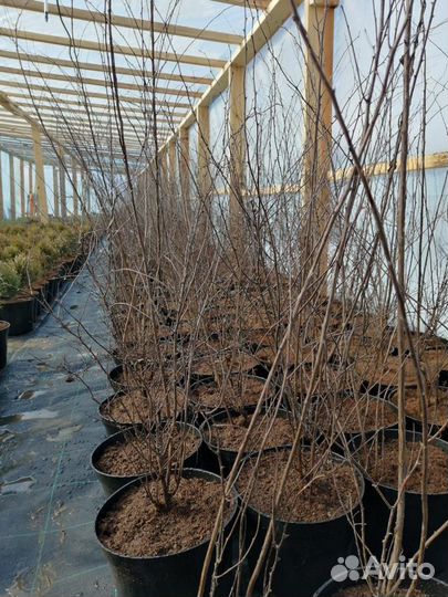 Растения Спирея белая