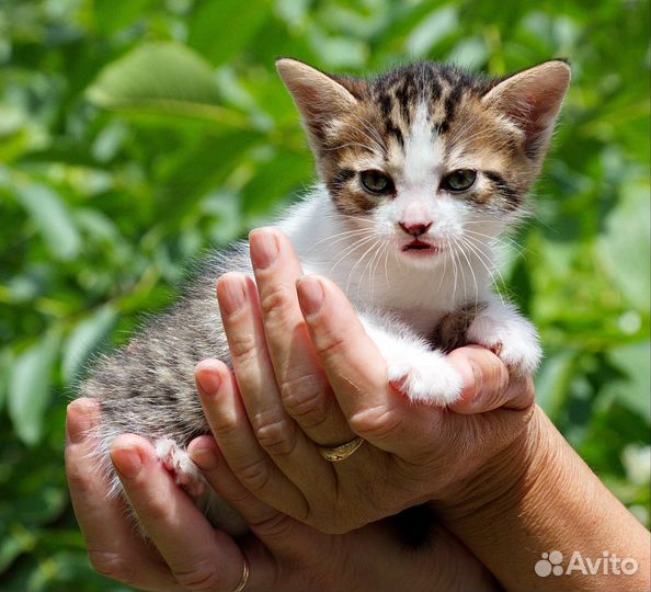 Котята в дар